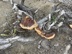 Ganoderma polychromum