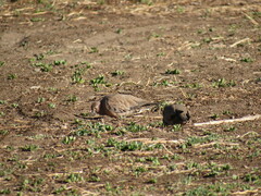 Metriopelia melanoptera