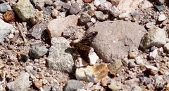 Poecilanthrax ingens