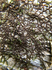 Frullania eboracensis