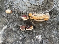Ganoderma polychromum