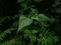 Spananthe paniculata