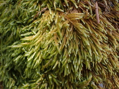 Hypnum circinale