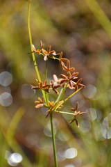 Cyperus dentatus