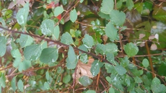 Spiraea × vanhouttei