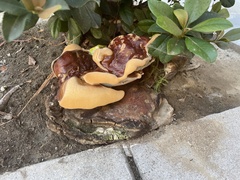 Ganoderma polychromum