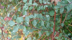 Spiraea × vanhouttei