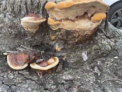 Ganoderma polychromum