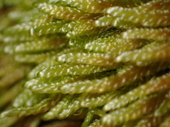 Hypnum circinale
