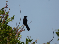 Icterus pyrrhopterus