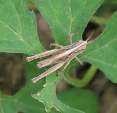 Orphulellini