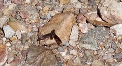 Poecilanthrax ingens