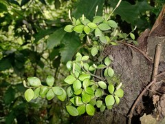 Peperomia tetraphylla