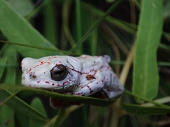 Hyperolius marmoratus