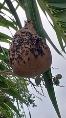 Polybia plebeja