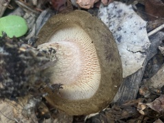 Paxillus cuprinus
