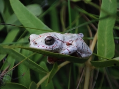 Hyperolius marmoratus