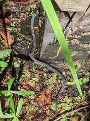 Nerodia fasciata confluens