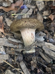 Paxillus cuprinus