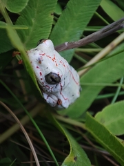 Hyperolius marmoratus