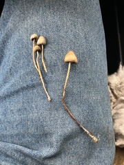 Psilocybe semilanceata