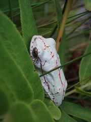 Hyperolius marmoratus