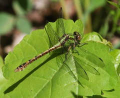 Ophiogomphus rupinsulensis