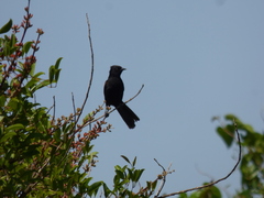 Icterus pyrrhopterus
