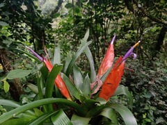 Tillandsia multicaulis
