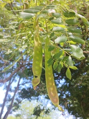 Albizia occidentalis