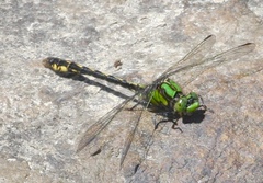 Ophiogomphus mainensis