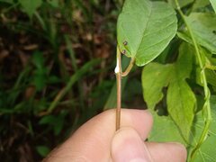 Mandevilla subsagittata