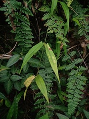 Mandevilla subsagittata