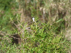 Fluvicola albiventer