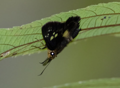 Gerosis celebica