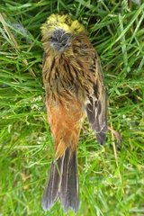 Emberiza citrinella caliginosa