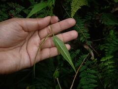 Mandevilla subsagittata