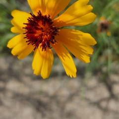 Thelesperma filifolium