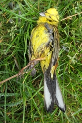Emberiza citrinella caliginosa