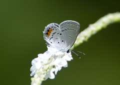 Everes lacturnus