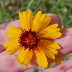 Thelesperma filifolium