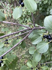 Rhamnus cathartica