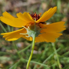 Thelesperma filifolium
