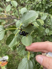 Rhamnus cathartica