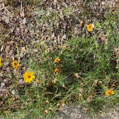 Thelesperma filifolium