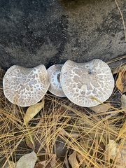 Tricholoma caligatum