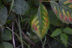Toxicodendron