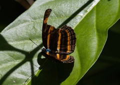 Pantoporia antara