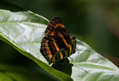 Pantoporia antara