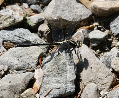 Phanogomphus descriptus